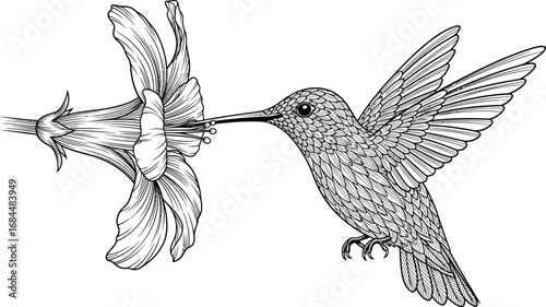 Detailed hummingbird illustration with flower, nature and wildlife theme
