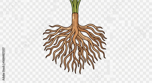 Explore the intricate network of plant roots illustration for botanical study and educational resources