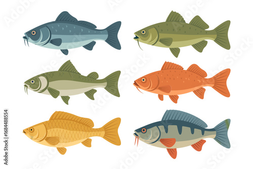 Coastal and freshwater fish trio set, mixed species collection, bass carp perch roach, educational vector icons, colorful aquatic designs