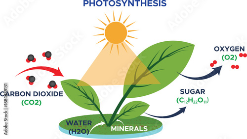 Photosynthesis in Nature Green Plant Leaves Producing Oxygen and Energy