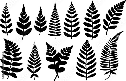 Large fern silhouette collection, bold botanical fronds, ornamental leaf vectors, varied foliage shapes for print textile wallpaper pattern design assets