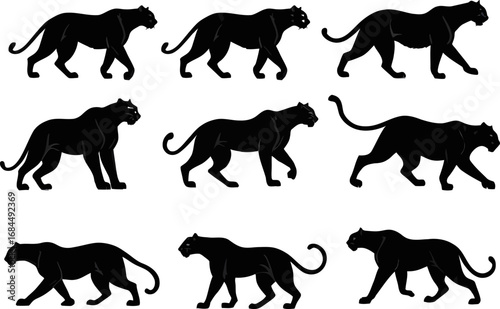 Tiger walking pose set, big cat silhouette illustrations, predator animal vector frames, motion study poses for wildlife and nature projects