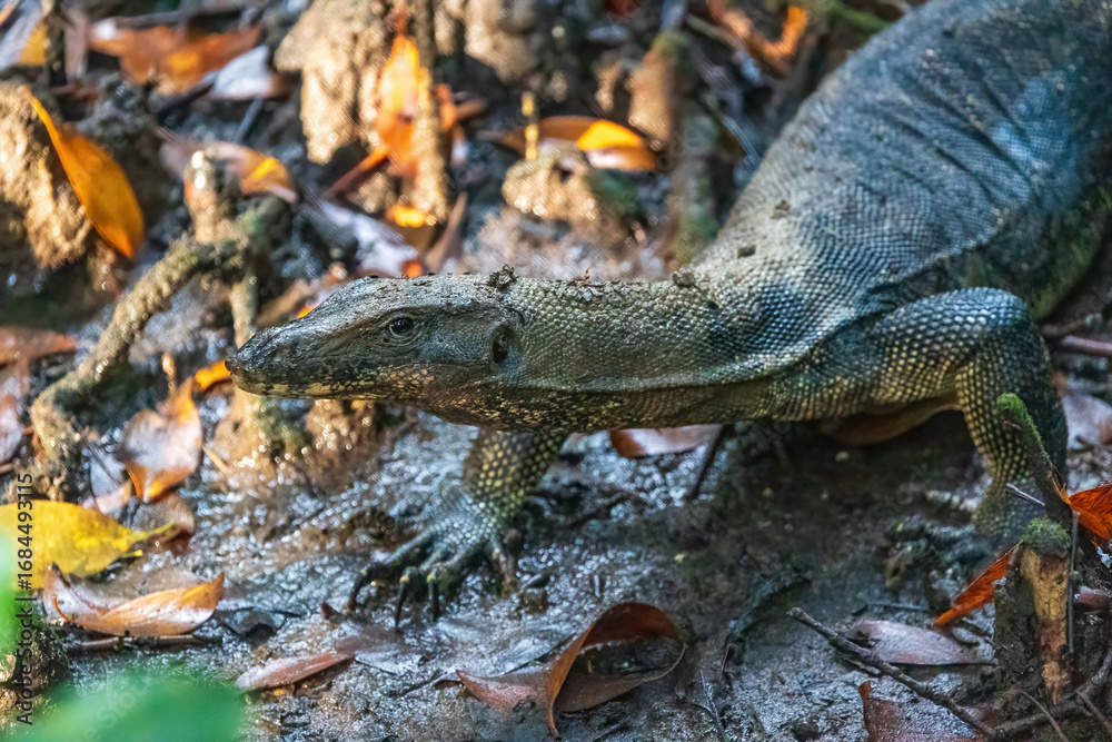Obraz premium Varanus salvator, commonly known as the Water Monitor, is a large species of monitor lizard found in South and Southeast Asia.