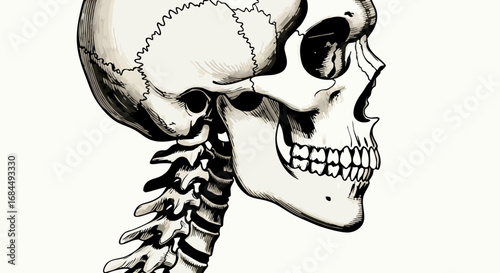 Line Art Vector SVG Illustration of Human Skull with Neck Vertebrae in Minimalist Black and White Style