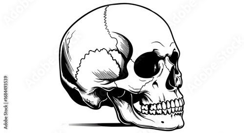 Vector Black and White Skull SVG Illustration with Detailed Line Art in Minimalist Gothic Style for Dark Themed Design