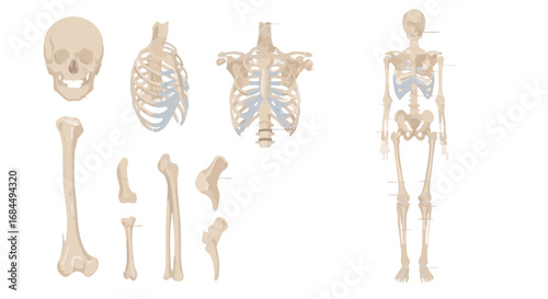 Vector Medical Anatomy Skeleton SVG Illustration with Detailed Skeletal Elements in Minimalist Flat Style for Educational and Scientific Use