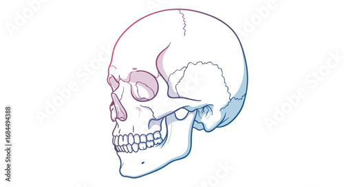 Line Art Vector SVG Illustration of Human Skull in Minimalist Style with Gradient Blue and Purple Colors for Medical and Anatomical Design