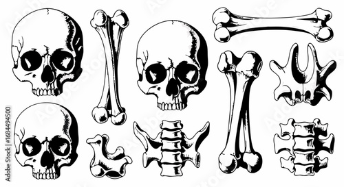 Black and White Vector SVG Illustration of Skulls Bones and Vertebrae in Gothic Style for Web and Digital Design