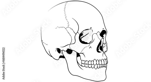 Vector Minimalist Line Art SVG Illustration of Human Skull with Black and Gray Accents in Geometric Style for Web and Print Design