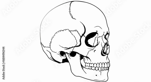 Vector Minimalist Line Art SVG Illustration of Human Skull in Black and White Geometric Style for Medical and Educational Design