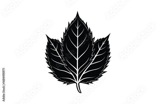 A detailed black silhouette of a textured maple leaf with prominent veins isolated on white background silhouette