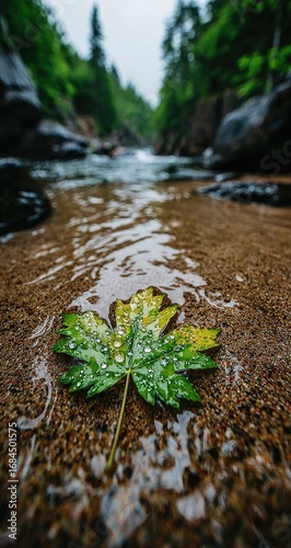 Leaf Floating Down River