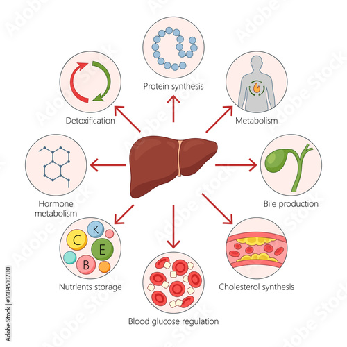 liver functions including detoxification, metabolism, protein synthesis, bile production, cholesterol synthesis, nutrient storage diagram hand drawn schematic vector. Science educational illustration