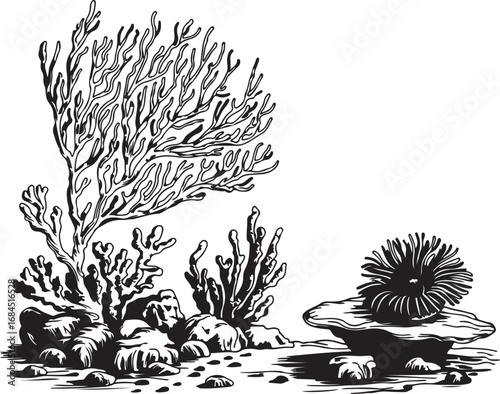 Hand-Drawn Coral Reef Illustration: A Beautiful Underwater Ecosystem