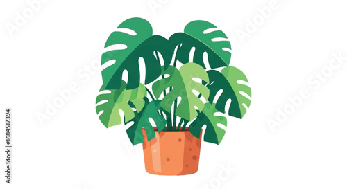 Monstera Deliciosa Plant in a Pot.