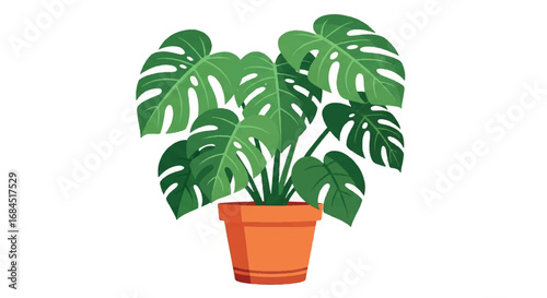 Monstera Deliciosa Plant in Terracotta Pot.