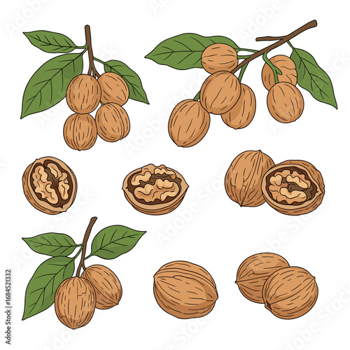 Delicious organic walnuts freshly picked from the tree with green leaves showing their natural beauty