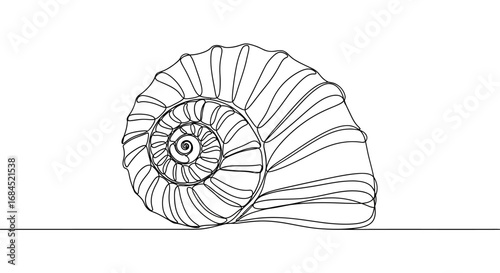 Delicate continuous line drawing of seashell showcasing graceful spiral symmetry and natural forms