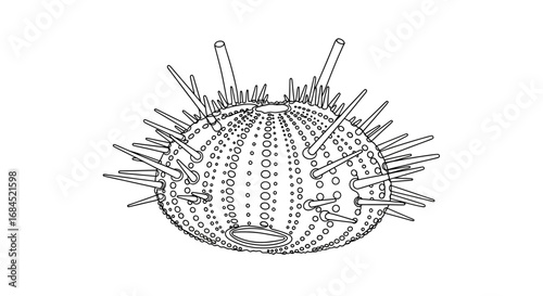 Detailed Line Art Illustration of a Sea Urchin with Spines and Circular Patterns