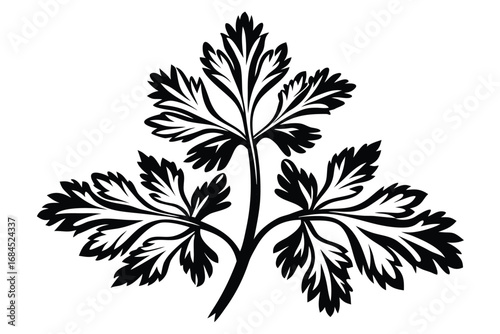Black Parsley Branch Isolated on White Background, Herbal Element Design
