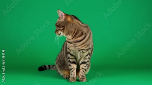 Tabby Cat Green Screen Video with Striped Fur and Upright Posture