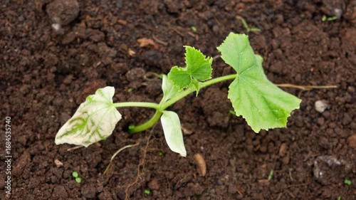 Dying cucumber seedling. Yellow wilted sprouts branch. Rotten. Crop failure. Disease of agricultural plants. Spotted yellowed diseased leaf. Leaves Infection. Sunburn. Vegetables Cultivation problems