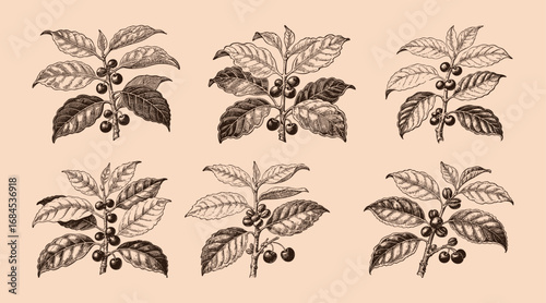 coffee plant silhouette template illustration