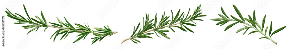 Fototapeta premium PNG Fresh aromatic rosemary sprigs, element set on transparent background