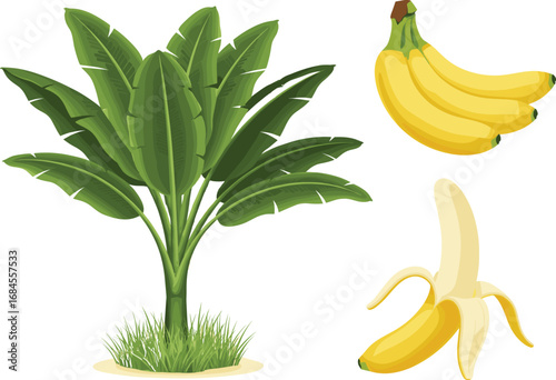 Banana plant with ripe fruit and peeled banana vector illustration for tropical agriculture, nutrition, botany, and children’s educational content