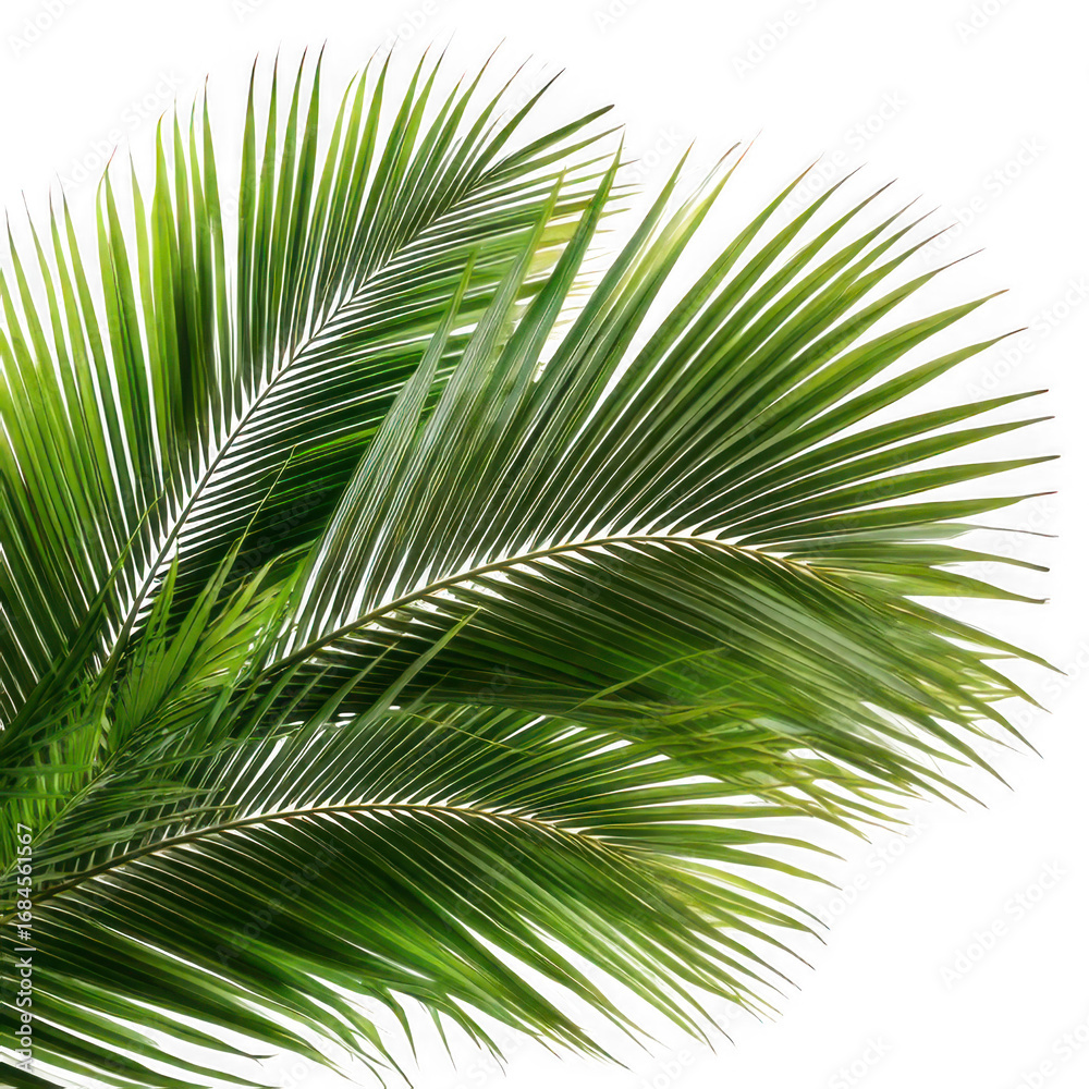 Fototapeta premium Palm Fronds, isolated on transparent background.