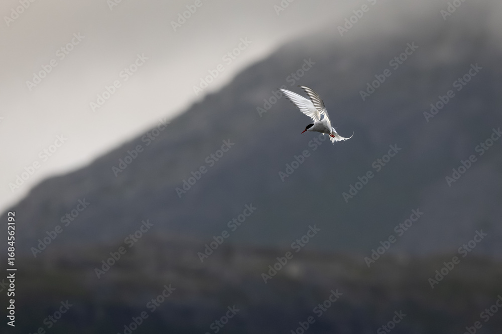 Obraz premium Tern (Sterna sp.) in flight above water – elegant silhouette of a seabird in natural habitat.