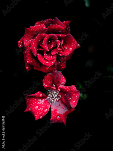 The Rose in the Storm