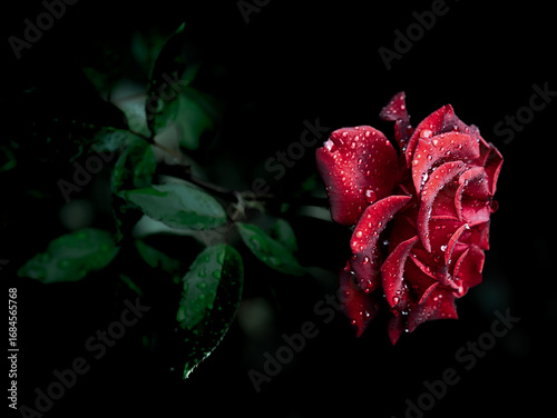 The Rose in the Storm