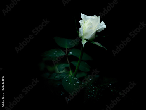 The Rose in the Storm