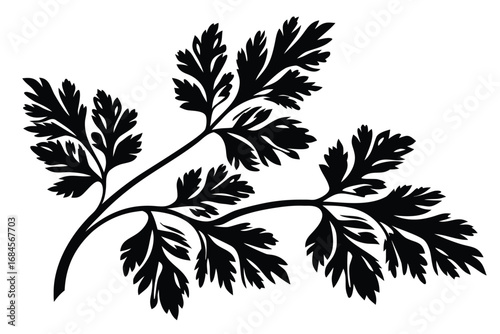 Isolated Black Parsley Branch on White Background Illustration