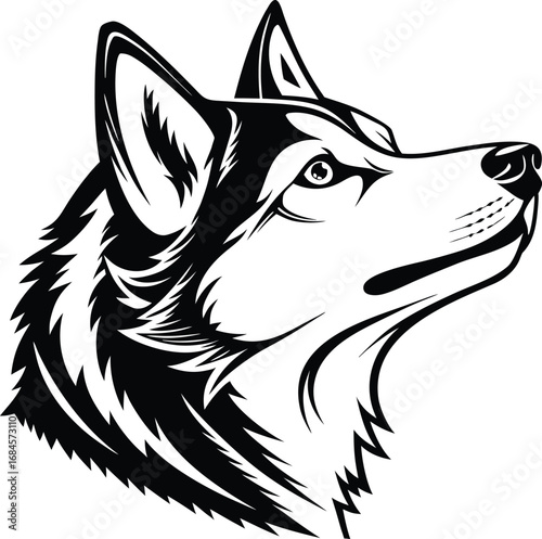 Black and white husky dog head