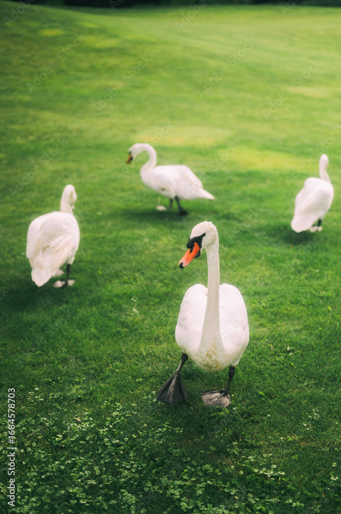 Obraz premium Swans Grazing on Lush Green Grass