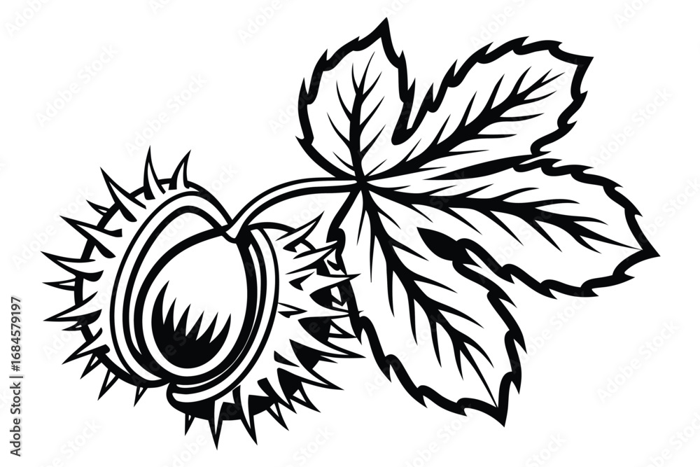 Fototapeta premium of Chestnut Seed and Leaf in Detailed Line Art on a White Background
