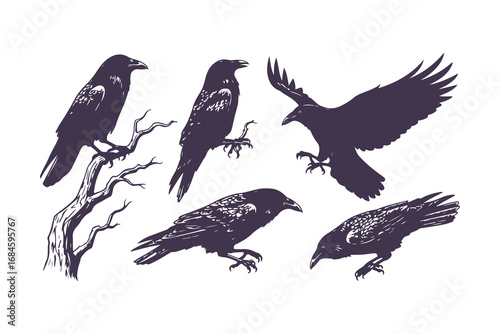 ravens flying with spread wings, black and white ink sketch vector set
