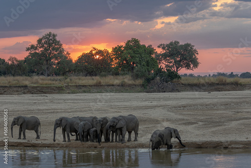 Canvas Print Herd of elephants drinking from the river in South Luangwa NP Zambia at dusk