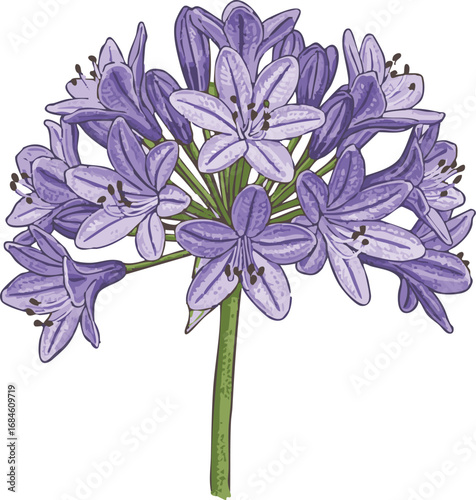 A cluster of delicate, light purple agapanthus flowers blossoms on a single stem.