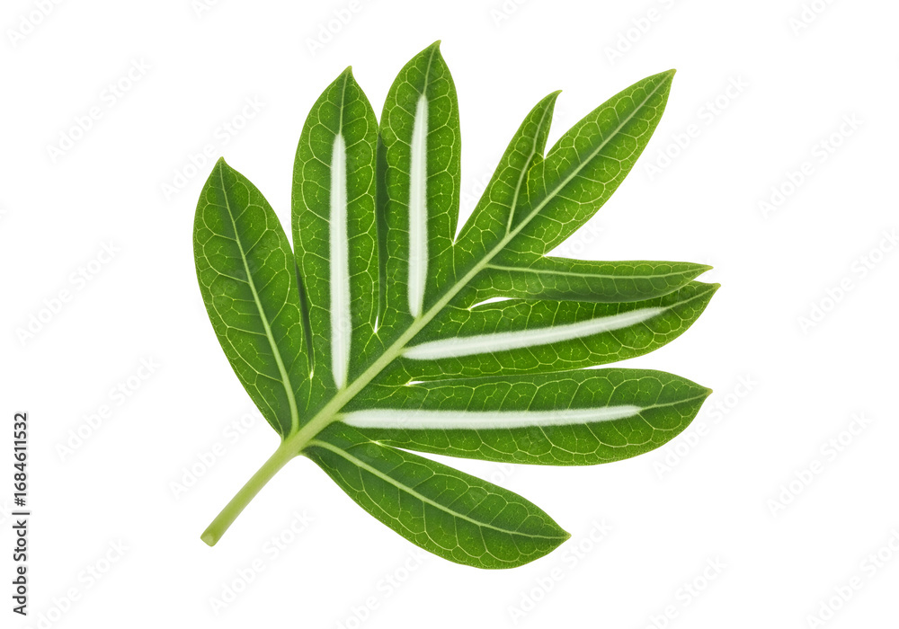 Obraz premium A vibrant, detailed close-up of a tropical leaf, showcasing its intricate vein patterns and vibrant green color against a striking black background.