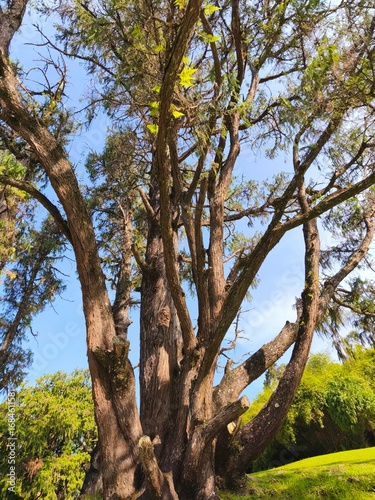 Large, mature tree with a complex network of branches and a substantial trunk, against a clear blue sky.