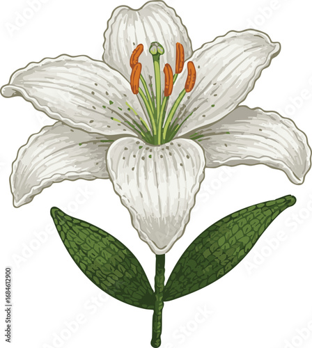 Detailed illustration of a white lily flower with green leaves and prominent orange anthers.