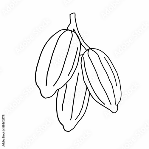 cocoa fruit vector illustration. raw materials for making chocolate. Outline of cocoa fruit in hand-drawn style.