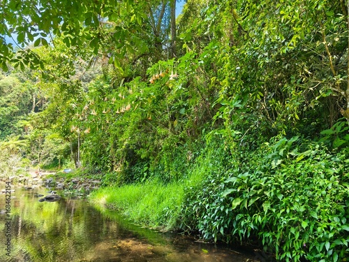 Lush green vegetation borders a calm stream.