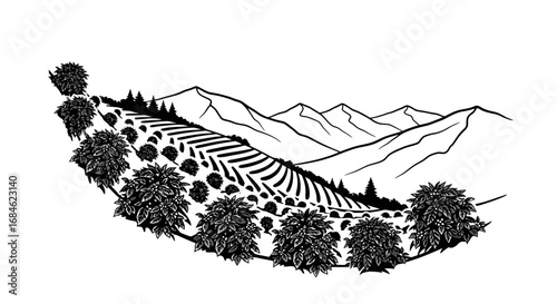 coffee plantation landscape mountains, coffee beans, agriculture, farmland scenery
