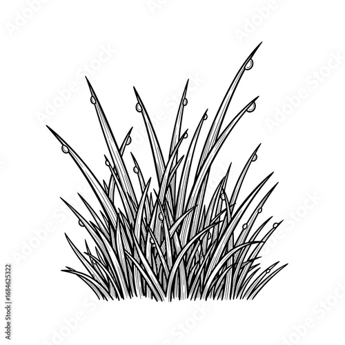 Grass illustration with dew drops on white background  