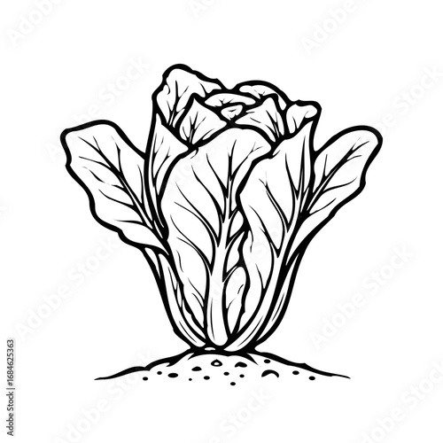 Fresh lettuce plant illustration in black and white on soil  
