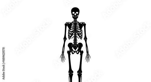 human skeleton anatomy, black silhouette, bony structure, medical illustration, halloween decoration